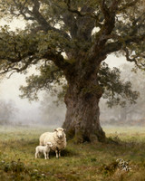 Mama sheep and lamb