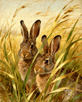Bunnies 3