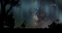 Night Magic