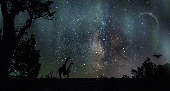 Night Magic