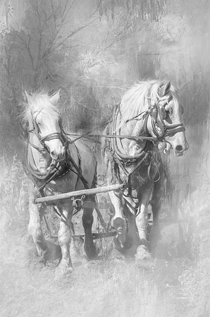 Doc's Horses