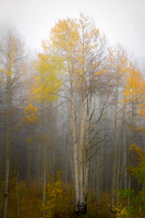 Into the Mist series 5