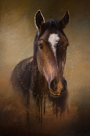 Wild Mustang