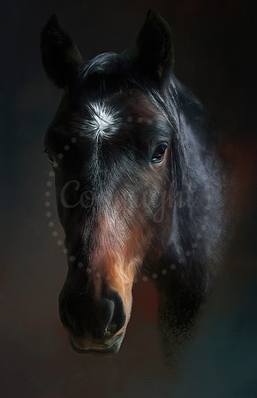 Wild Mustang ll