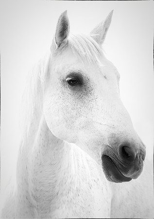 White Horse