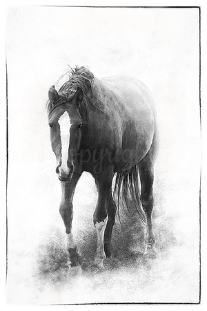 Horse in Black and White