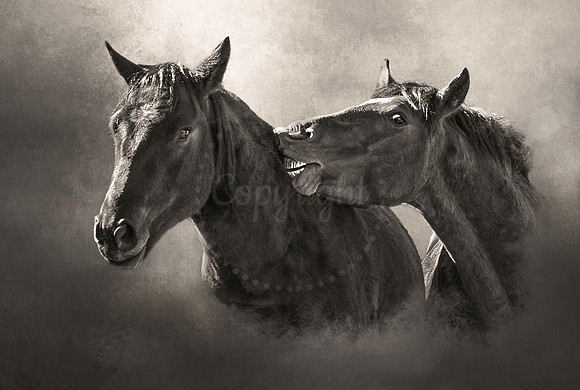Wild Mustangs I - Playful Brothers