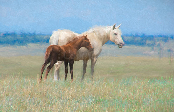 Mare and Foal
