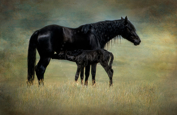 Mare and Foal II