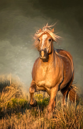 Mo - Equine Superstar