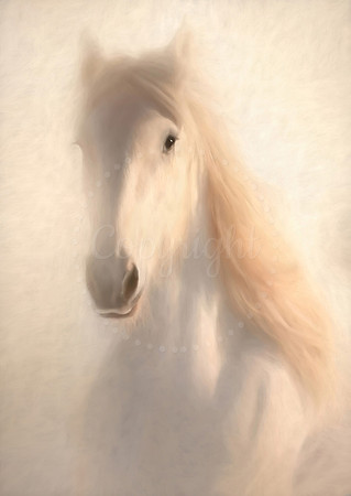Portrait of a white horse