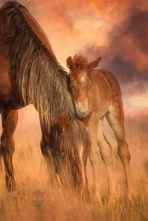 Foal and Mare