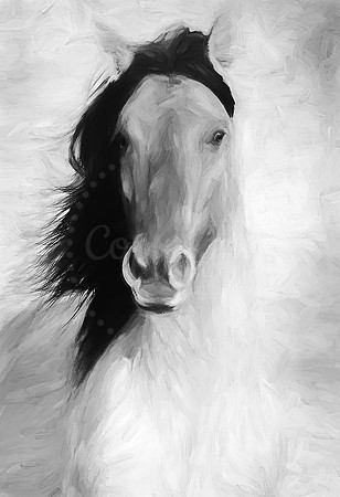 Portrait in Balck and White