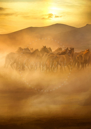 Wild Horses