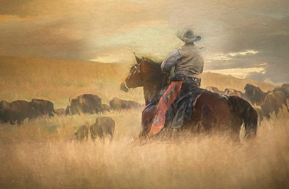 Bison Round Up