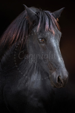 Portrait of a Dark Horse