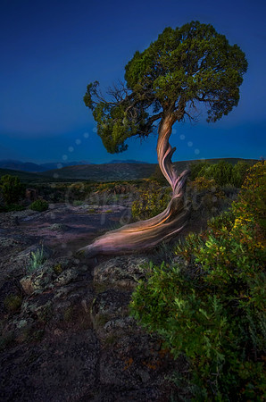 Twisted Juniper
