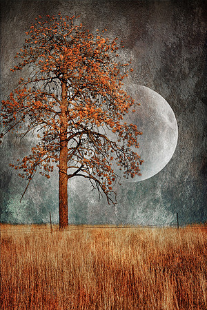 Lone Tree